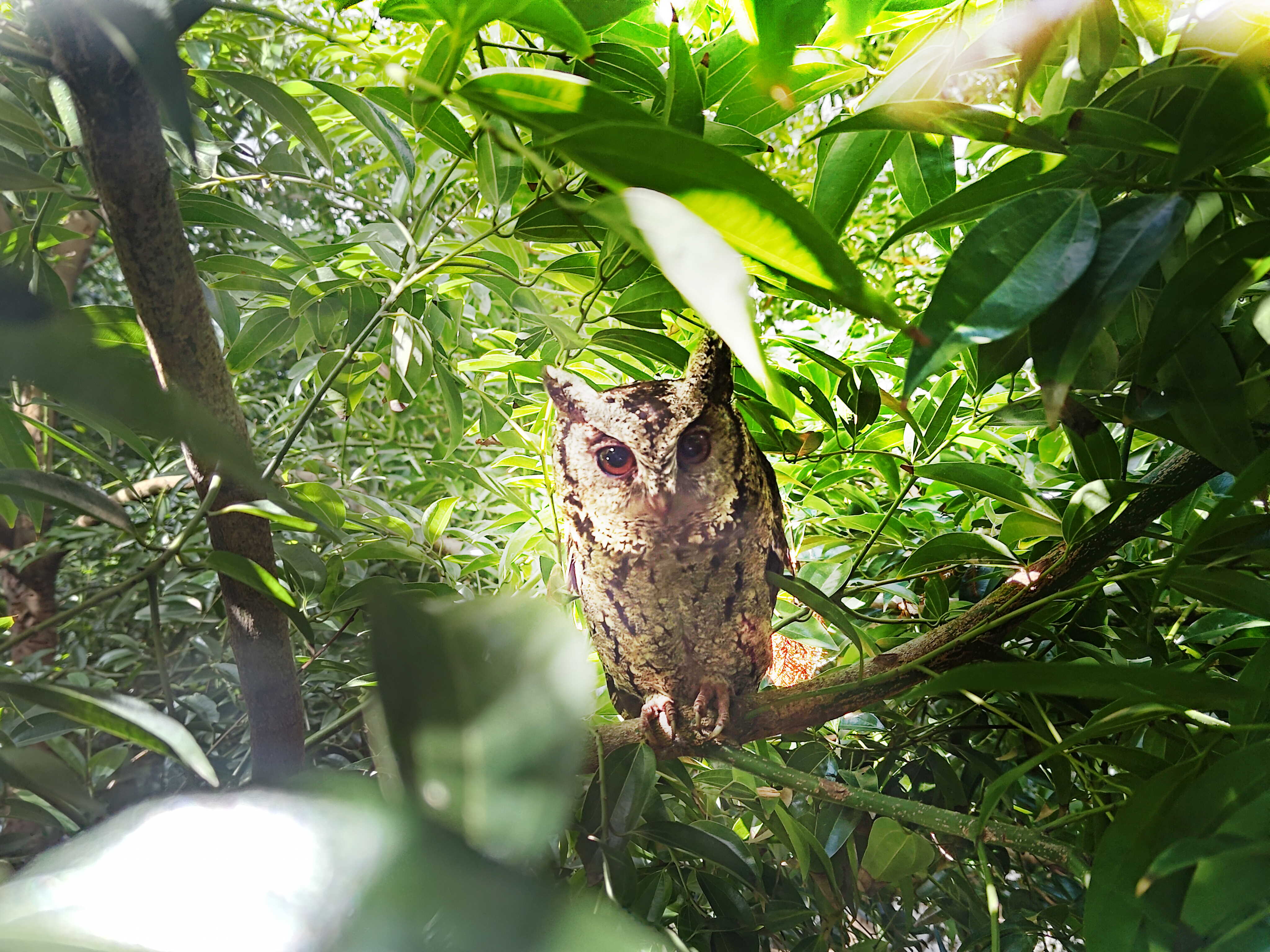 好体育官方app下载致力提倡净零绿生活，16年以来在全球各厂区植树逾百万棵，造就各厂区树木蔚然成林，犹如森林工厂，成为许多生物的栖息地